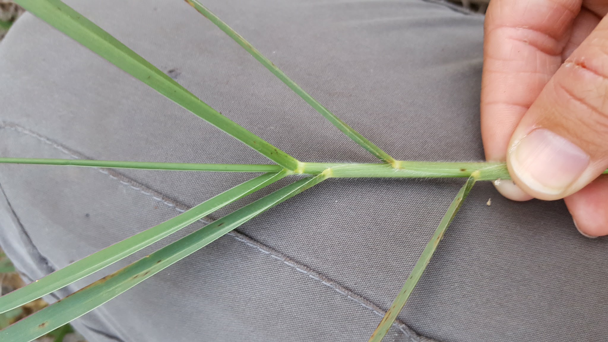 Typical growth form of torpedo grass.